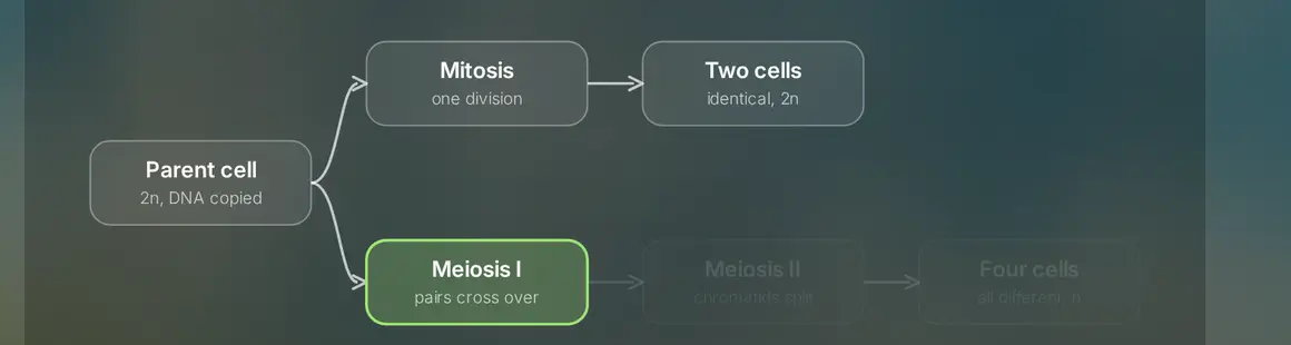A flowchart of mitosis and meiosis that Ask drew, stepped through to Meiosis I